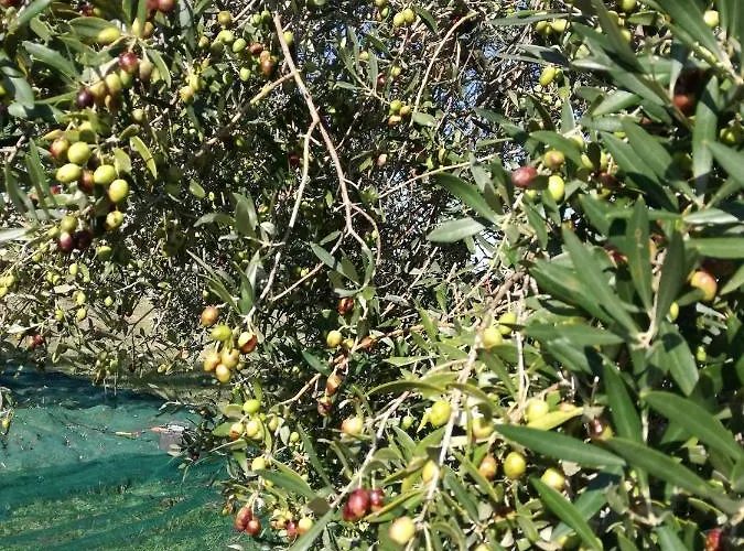 Romantic Loft 아파트 피틸리아노